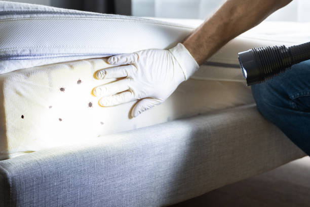 Best Residential Pest Control  in East San Gabriel, CA