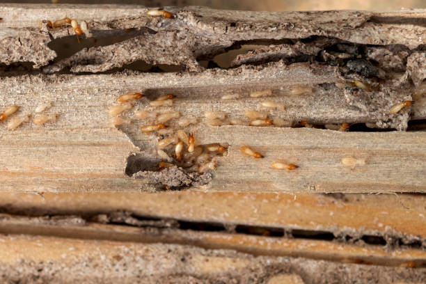 Insect Control in East San Gabriel, CA